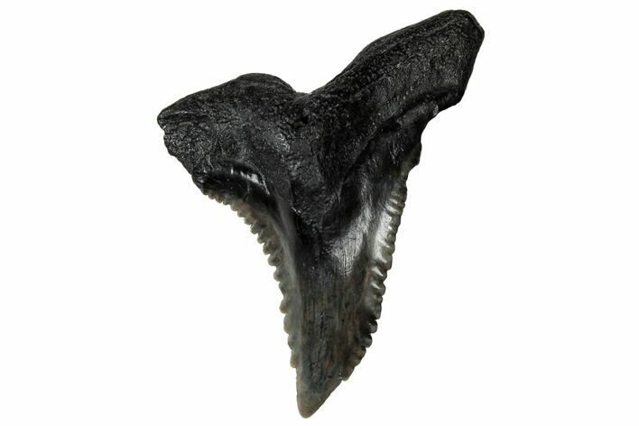 Snaggletooth Shark (Hemipristis) Tooth - South Carolina #302013